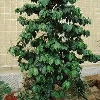 thumbnail for publication: Coffea arabica Coffee